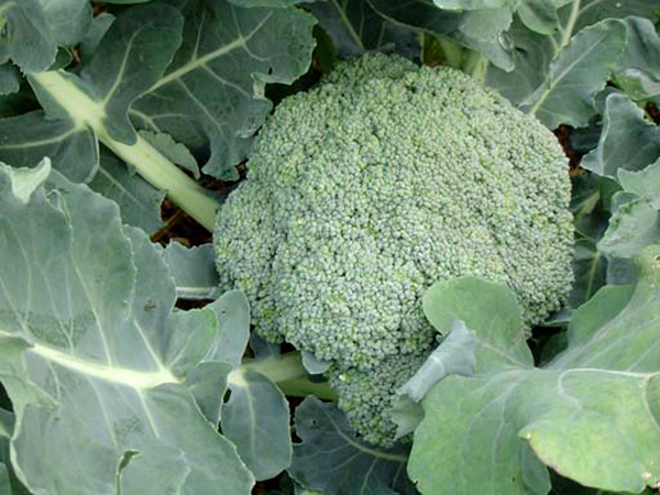 What not to pair with broccoli in the garden.