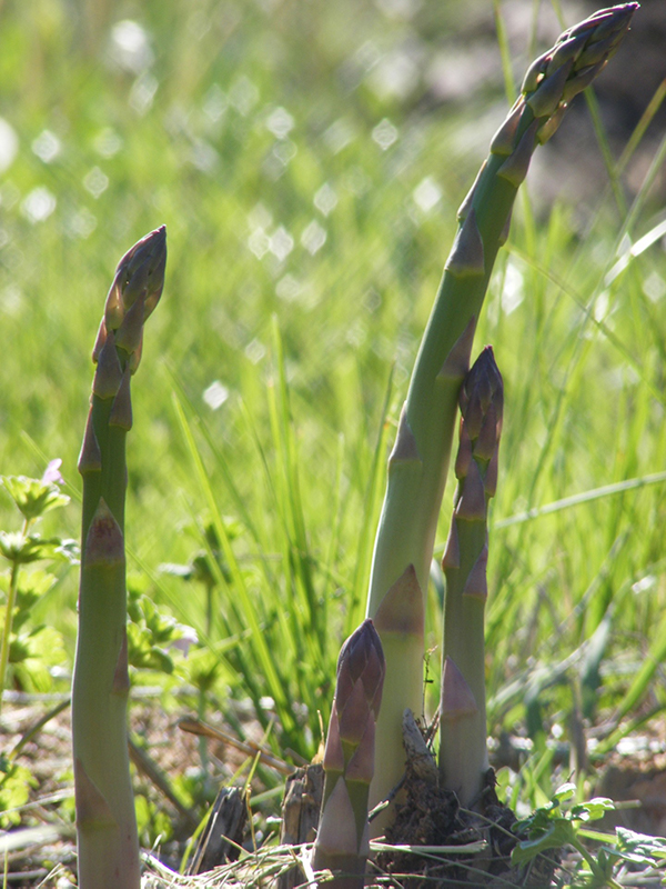 What not to pair with asparagus in the garden.