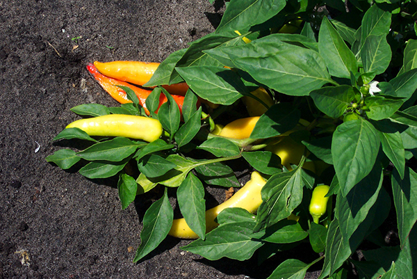 What not to pair with peppers in the garden.
