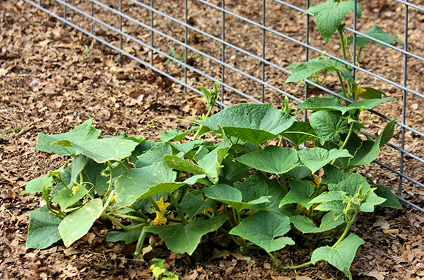 What not to pair with cucumbers in the garden.