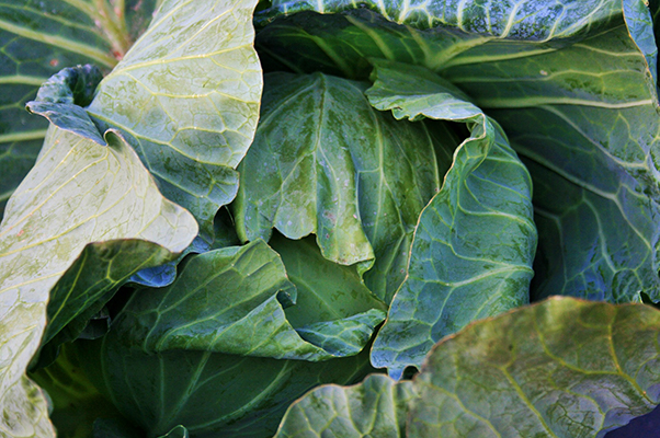 What not to pair with cabbage in the garden.