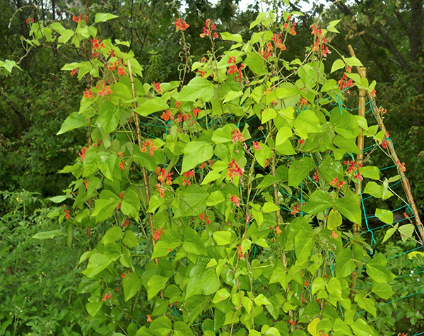 What not to pair with beans in the garden.