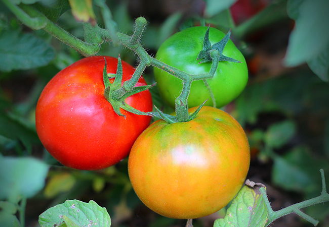 Tomato Home Gardening