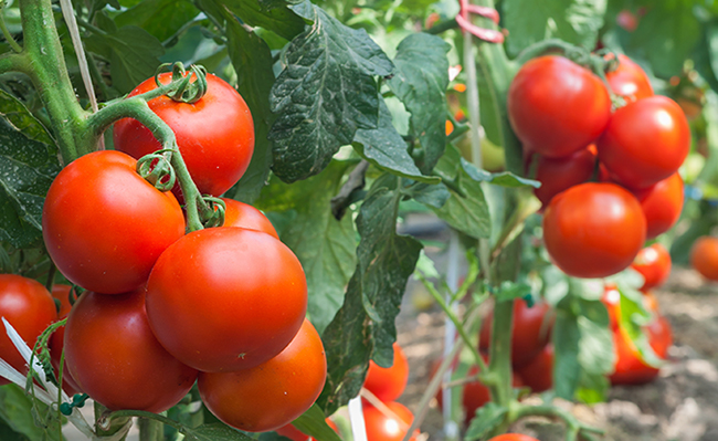 The Tomato Growing Basics