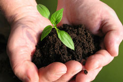 Planting your vegetable garden