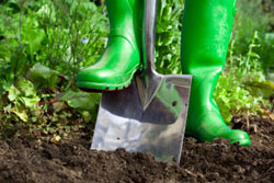 Step 2: Planting in your Vegetable Garden