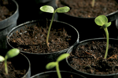 Sowing Starter Plants