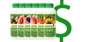 Algoplus Sales