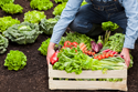 Step 2: Planting in your Vegetable Garden