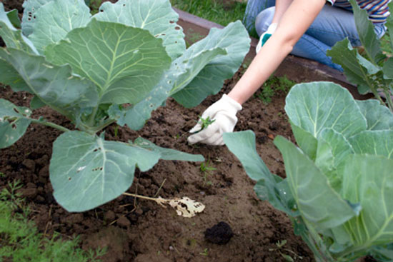 Planting your vegetable garden