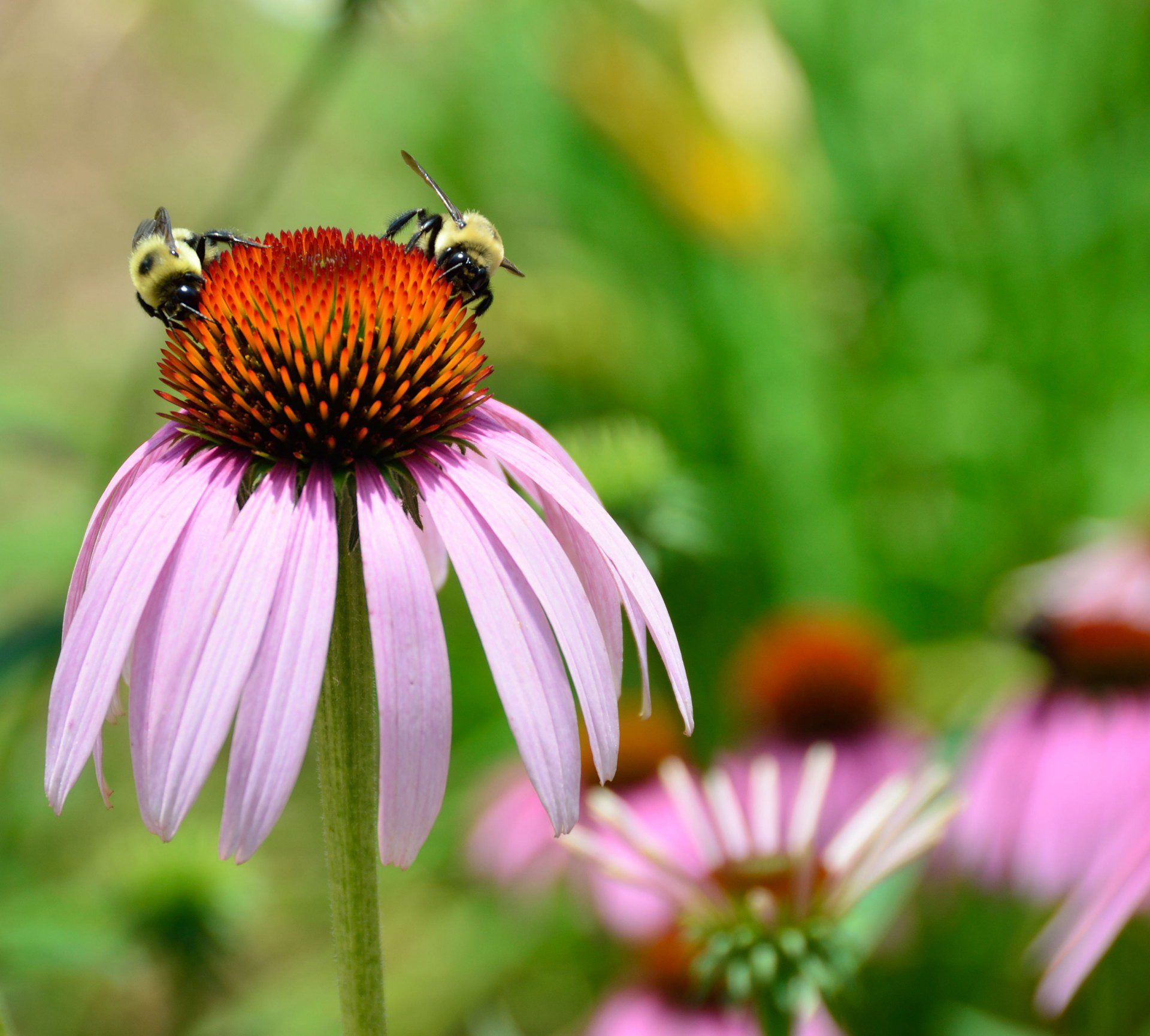 Prepare Your Garden