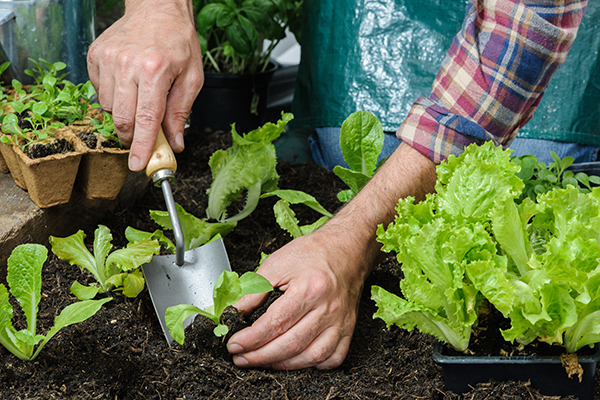 Cool and Warm Season Crops