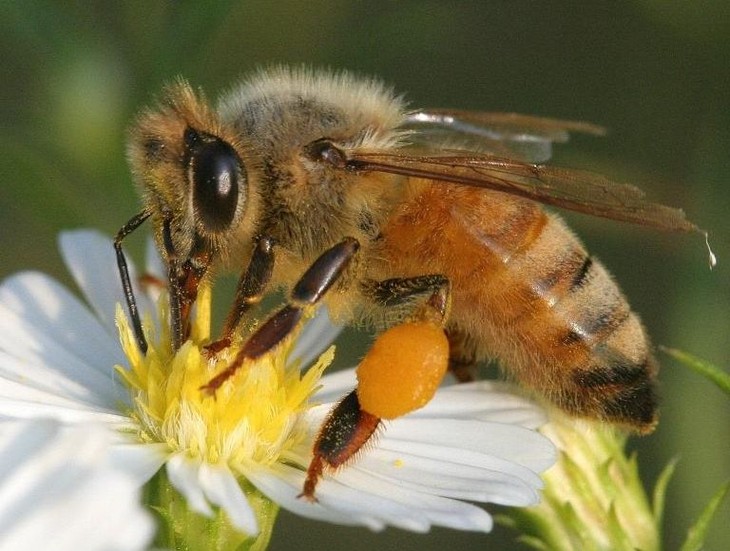 Prepare Your Garden