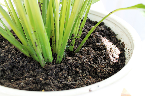 Super Absorbant container soil