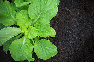 Semi Hardy Vegetables with some Frost Tolerance