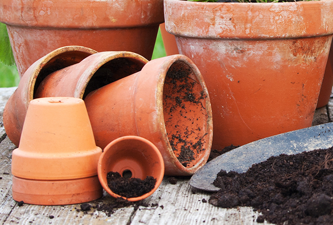 Sudden Spring Frost? No Problem! Clay pot cloches.