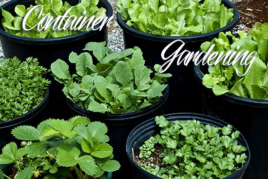 Container Gardening