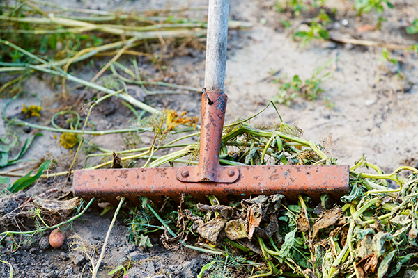 Pruning and Garden Cleanup