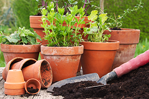 Herbs vary in frost tolerance. Check seed packets or plants tags.