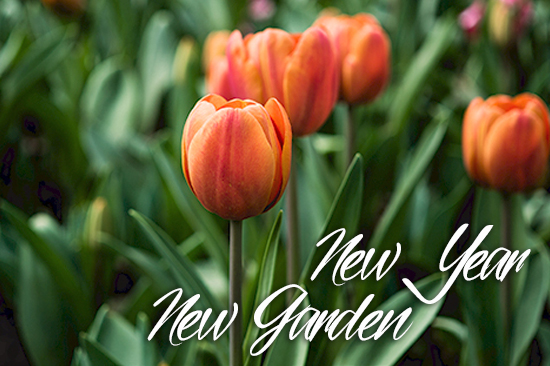 New Year, New Garden! Tips for your spring garden.