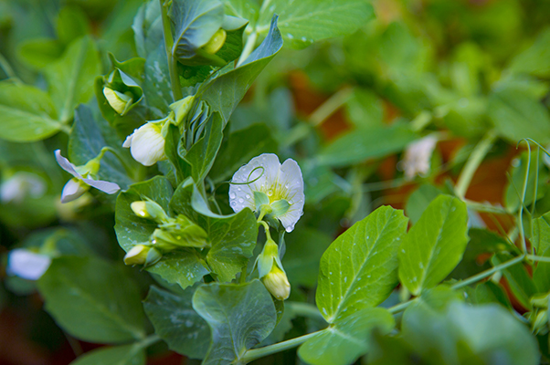 What not to pair with peas in the garden.