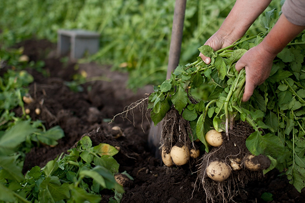 What not to pair with potatoes in the garden.