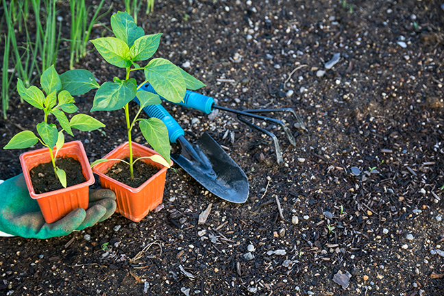 Sudden Spring Frost? No Problem! Clay pot cloches.