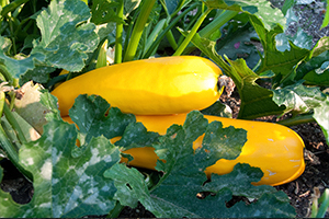 Tender Vegetables with No frost Tolerance