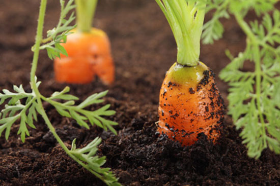 Carrots in the garden.