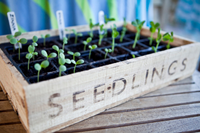 Step 2: Planting in your Vegetable Garden