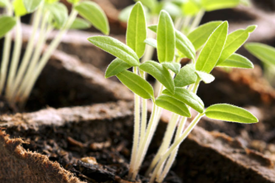Starting Flowers and Vegetables Seedlings Inside sprouted seedlings