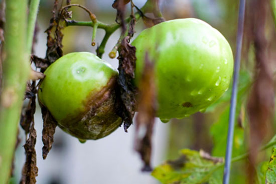 Planting your vegetable garden